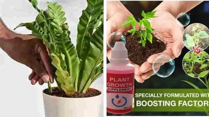 Combo of Plant Grow Fertilizer Sticks For Plants - 25 Stick Pack of 2 & Plant Growth Enhancer Supplement - CL-RO-609